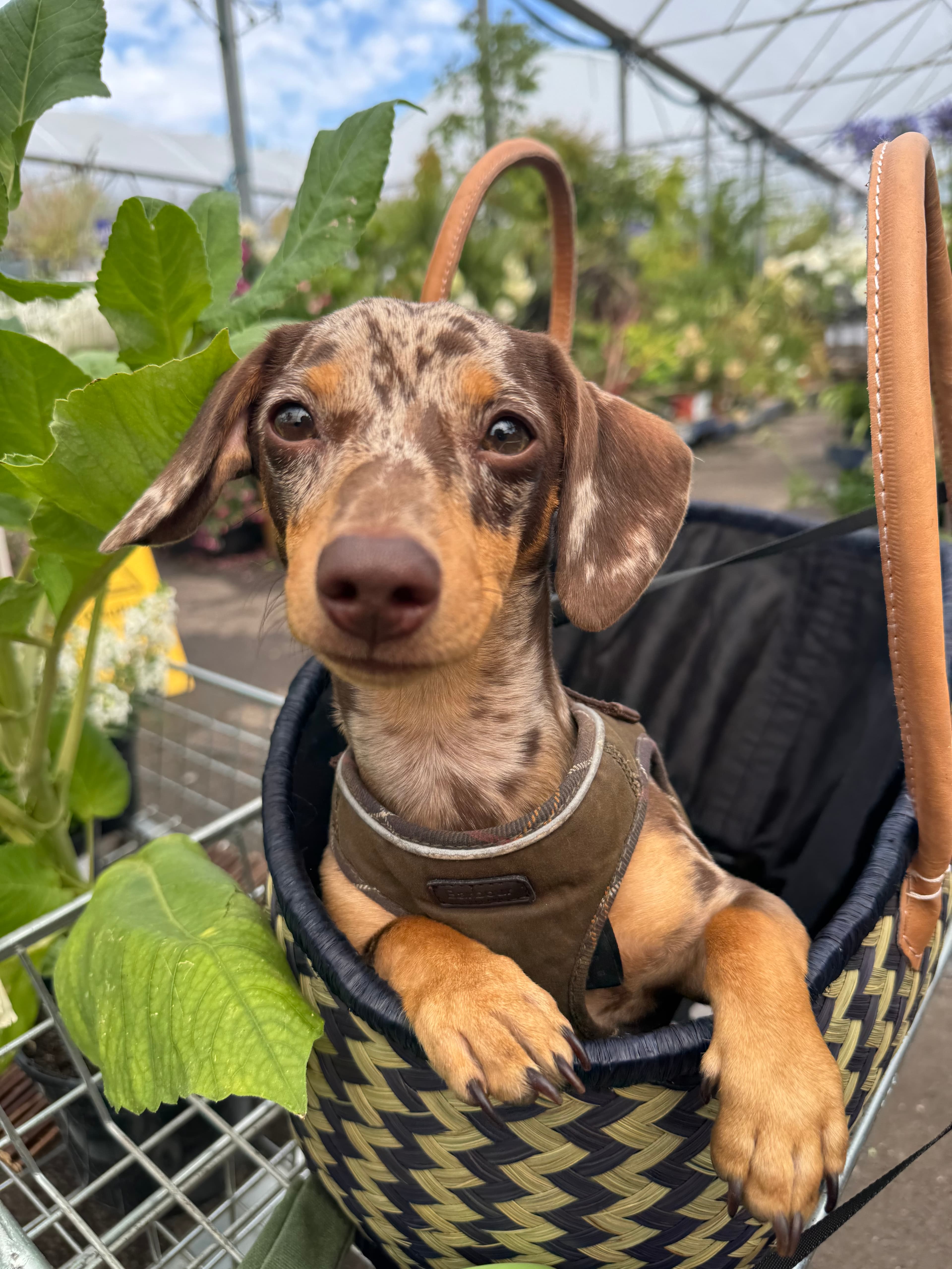 Arlo, a chocolate and tan dapple dachshund, sitting in a basket
